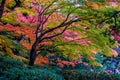 Japan trees colors red maple Royalty Free Stock Photo